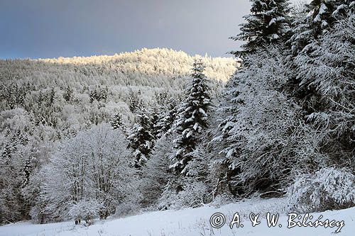 Zima, Bieszczady, Jaworniki