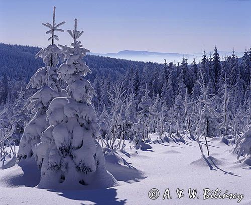 Runek Pasmo Jaworzyny Beskid Sądecki