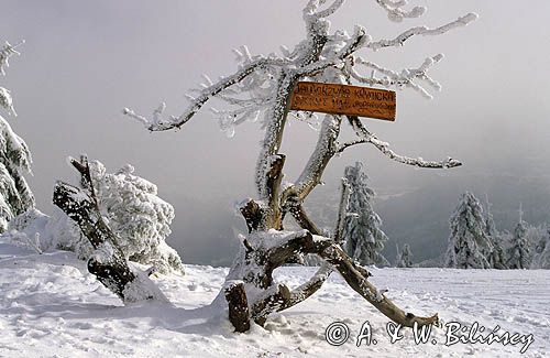 Jaworzyna Krynicka, na szczycie, Beskid Sądecki