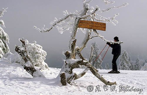 Jaworzyna Krynicka, na szczycie, Beskid Sądecki