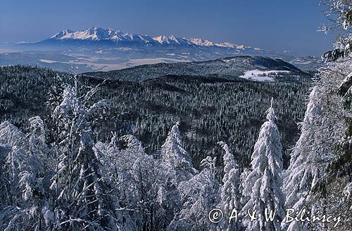 Jaworzyna Krynicka, widok ze szczytu na Tatry, niezwykła przejrzystość powietrza