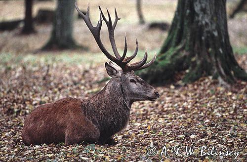 jeleń samiec cervus elaphus