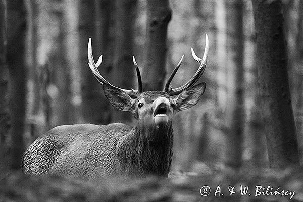 jeleń szlachetny, europejski, Cervus elaphus elaphus jeleń karpacki, rykowisko, Bieszczady, byk