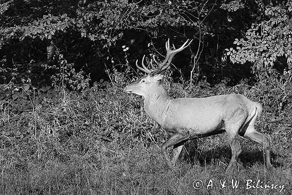 jeleń szlachetny, europejski, Cervus elaphus elaphus jeleń karpacki, rykowisko, Bieszczady, byk