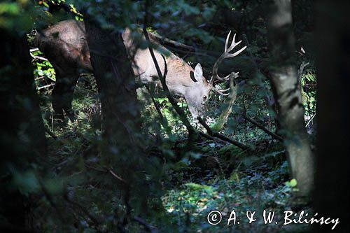 jeleń, byk, cervus elaphus