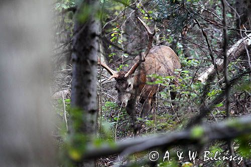 jeleń, byk, cervus elaphus