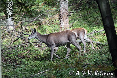 łanie, cervus elaphus