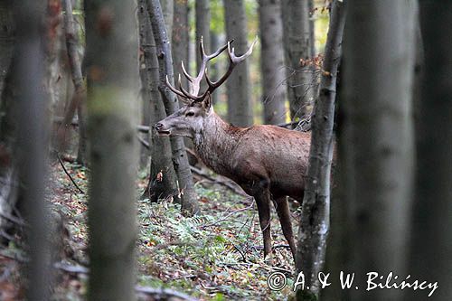 jeleń, byk, cervus elaphus