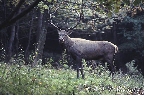 jeleń samiec cervus elaphus