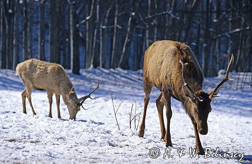 jelenie Cervus elaphus