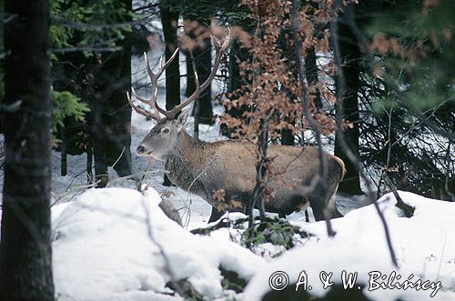 jeleń, samiec, Cervus elaphus