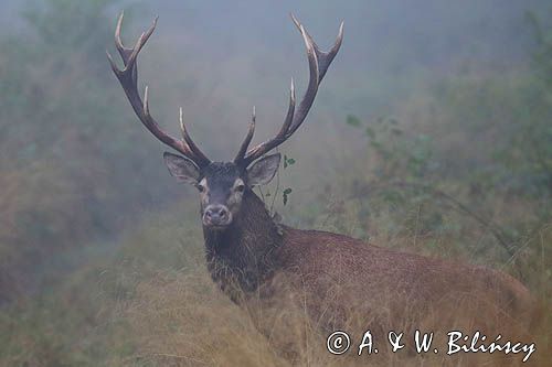 jeleń szlachetny, europejski, Cervus elaphus elaphus jeleń karpacki