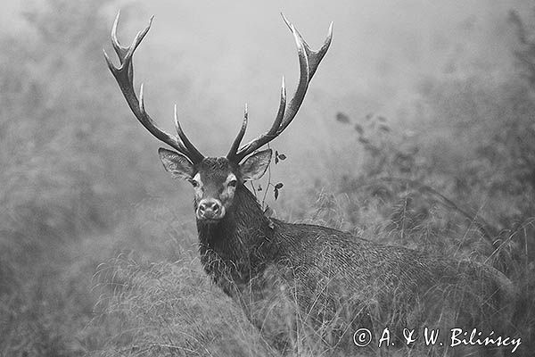 jeleń szlachetny, europejski, Cervus elaphus elaphus jeleń karpacki, rykowisko, Bieszczady, byk