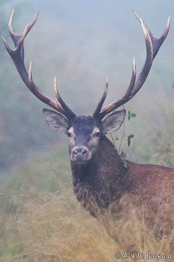 jeleń szlachetny, europejski, Cervus elaphus elaphus jeleń karpacki