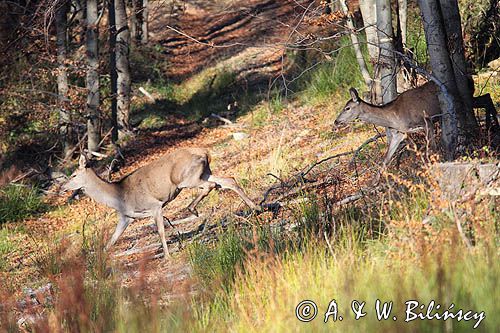 jeleń szlachetny, europejski, Cervus elaphus elaphus jeleń karpacki, bieszczadzki