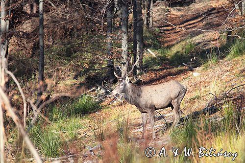 jeleń szlachetny, europejski, Cervus elaphus elaphus jeleń karpacki, bieszczadzki