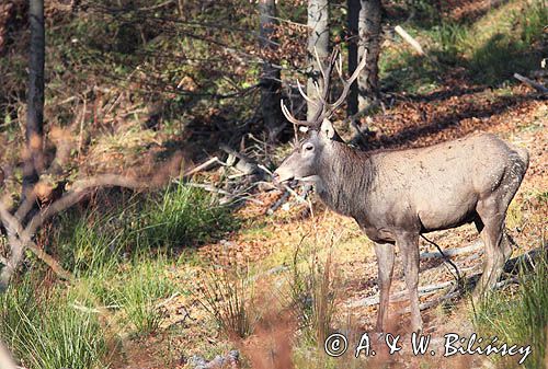 jeleń szlachetny, europejski, Cervus elaphus elaphus jeleń karpacki, bieszczadzki