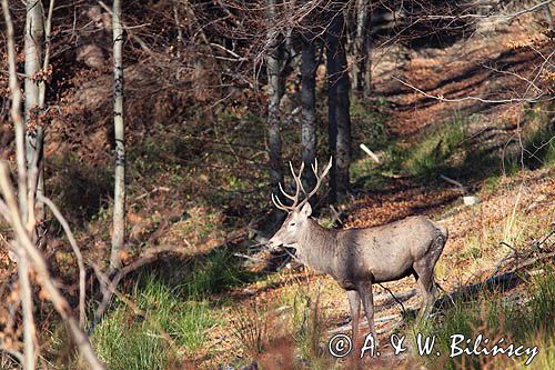 jeleń szlachetny, europejski, Cervus elaphus elaphus jeleń karpacki, bieszczadzki