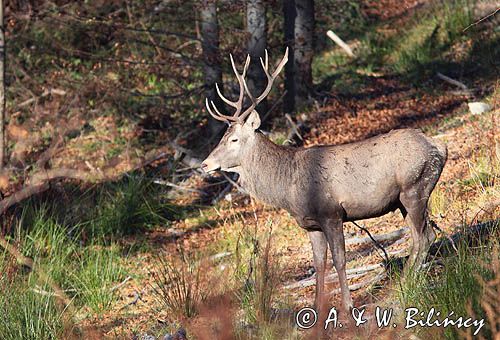 jeleń szlachetny, europejski, Cervus elaphus elaphus jeleń karpacki, bieszczadzki