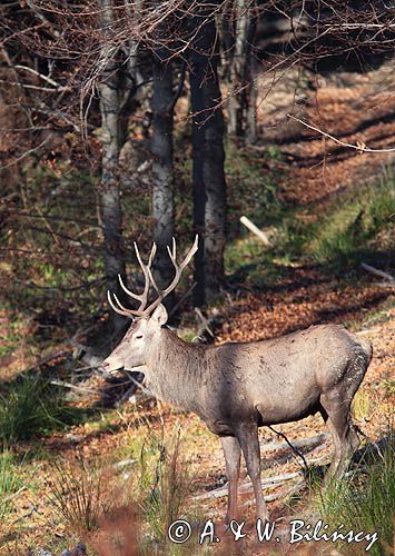 jeleń szlachetny, europejski, Cervus elaphus elaphus jeleń karpacki, bieszczadzki