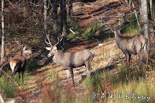 jeleń szlachetny, europejski, Cervus elaphus elaphus jeleń karpacki, bieszczadzki