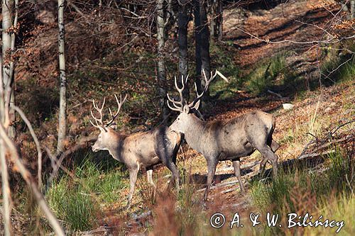 jeleń szlachetny, europejski, Cervus elaphus elaphus jeleń karpacki, bieszczadzki