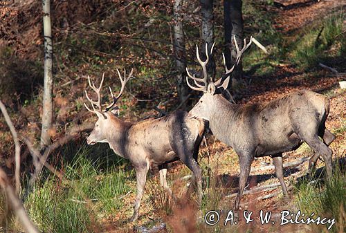 jeleń szlachetny, europejski, Cervus elaphus elaphus jeleń karpacki, bieszczadzki