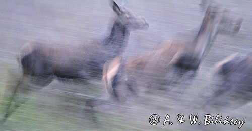 jeleń szlachetny, europejski, Cervus elaphus elaphus jeleń karpacki, bieszczadzki, w ruchu &#169; Agnieszka & Włodek Bilińscy, łania, łanie