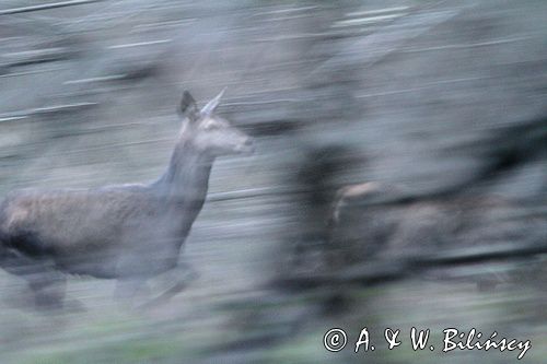 jeleń szlachetny, europejski, Cervus elaphus elaphus jeleń karpacki, bieszczadzki, w ruchu &#169; Agnieszka & Włodek Bilińscy, łania, łanie