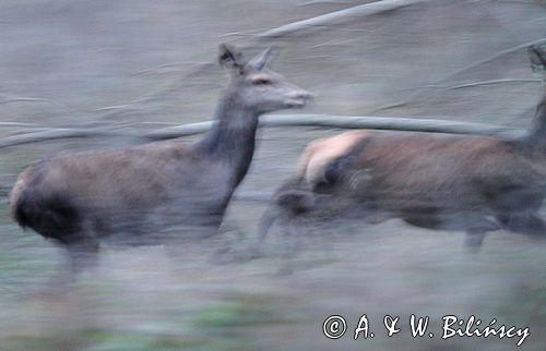 jeleń szlachetny, europejski, Cervus elaphus elaphus jeleń karpacki, bieszczadzki, w ruchu &#169; Agnieszka & Włodek Bilińscy, łania, łanie