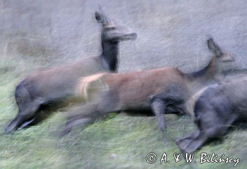 jeleń szlachetny, europejski, Cervus elaphus elaphus jeleń karpacki, bieszczadzki, w ruchu &#169; Agnieszka & Włodek Bilińscy, łania, łanie