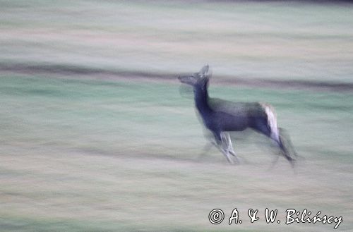 jeleń szlachetny, europejski, Cervus elaphus elaphus jeleń karpacki, bieszczadzki, w ruchu &#169; Agnieszka & Włodek Bilińscy, łania, łanie