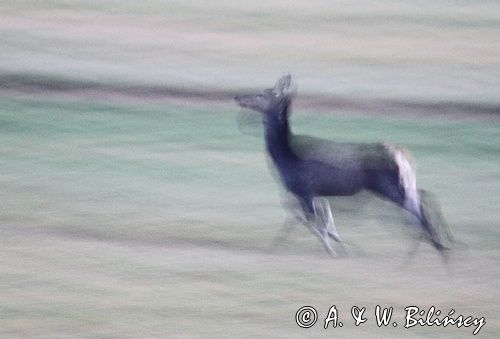 jeleń szlachetny, europejski, Cervus elaphus elaphus jeleń karpacki, bieszczadzki, w ruchu &#169; Agnieszka & Włodek Bilińscy, łania, łanie