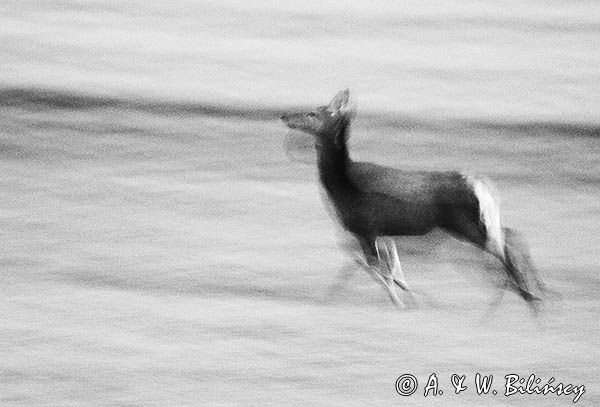 łania, jeleń szlachetny, europejski, Cervus elaphus elaphus jeleń karpacki, rykowisko, Bieszczady, impresja