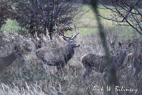 jeleń szlachetny, europejski, Cervus elaphus elaphus jeleń karpacki, bieszczadzki, byk i łanie