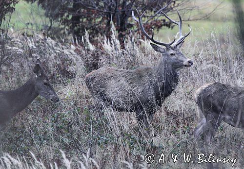 jeleń szlachetny, europejski, Cervus elaphus elaphus jeleń karpacki, bieszczadzki, byk i łanie