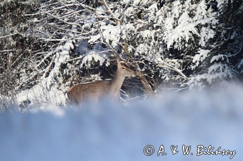 jeleń szlachetny, europejski, Cervus elaphus elaphus jeleń karpacki, bieszczadzki, łania &#169; Agnieszka & Włodek Bilińscy, łania, łanie