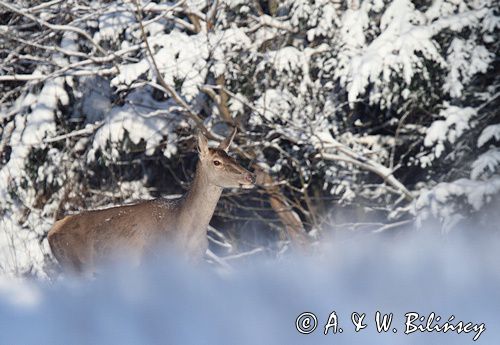 jeleń szlachetny, europejski, Cervus elaphus elaphus jeleń karpacki, bieszczadzki, łania &#169; Agnieszka & Włodek Bilińscy, łania, łanie