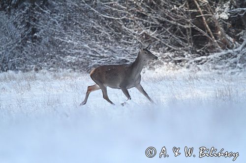 jeleń szlachetny, europejski, Cervus elaphus elaphus jeleń karpacki, bieszczadzki, łania &#169; Agnieszka & Włodek Bilińscy, łania, łanie