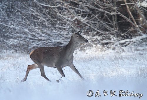 jeleń szlachetny, europejski, Cervus elaphus elaphus jeleń karpacki, bieszczadzki, łania &#169; Agnieszka & Włodek Bilińscy, łania, łanie