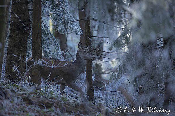  jeleń szlachetny, europejski, Cervus elaphus elaphus
jeleń karpacki, łania