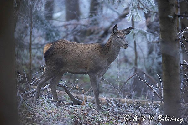jeleń szlachetny, europejski, Cervus elaphus elaphus
jeleń karpacki, młody osobnik