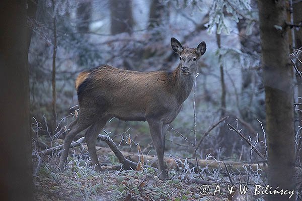 jeleń szlachetny, europejski, Cervus elaphus elaphus
jeleń karpacki, młody osobnik