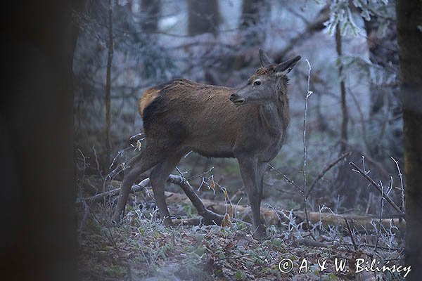 jeleń szlachetny, europejski, Cervus elaphus elaphus
jeleń karpacki, młody osobnik