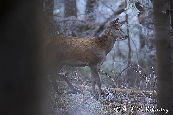 jeleń szlachetny, europejski, Cervus elaphus elaphus
jeleń karpacki, młody osobnik