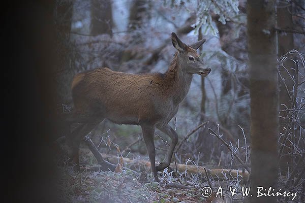  jeleń szlachetny, europejski, Cervus elaphus elaphus
jeleń karpacki, młody osobnik
