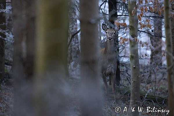  jeleń szlachetny, europejski, Cervus elaphus elaphus
jeleń karpacki, łania