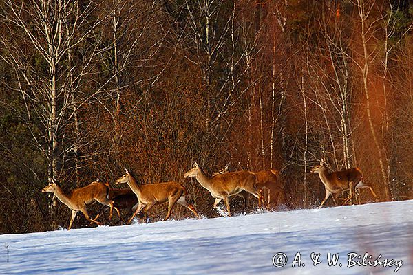 łanie, jelenie szlachetne, europejskiei, Cervus elaphus elaphus jeleń karpacki