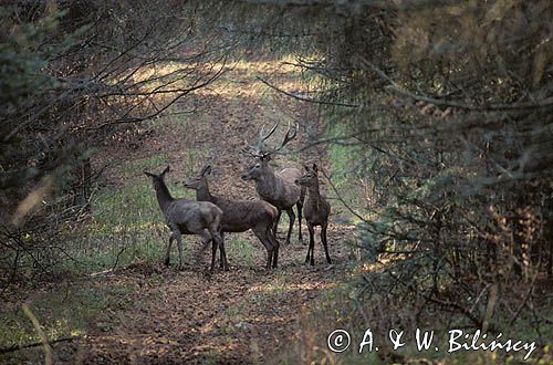 jelenie, cervus elaphus