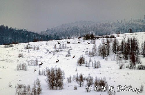 Jelenie, Bieszczady, Polska